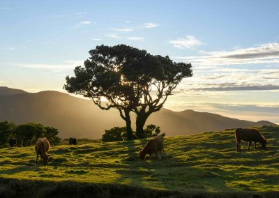 Fanal, Madeira – from foggy to golden hour