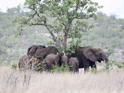Kruger National Park, three day safari in South Africa